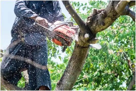 tree services Bland